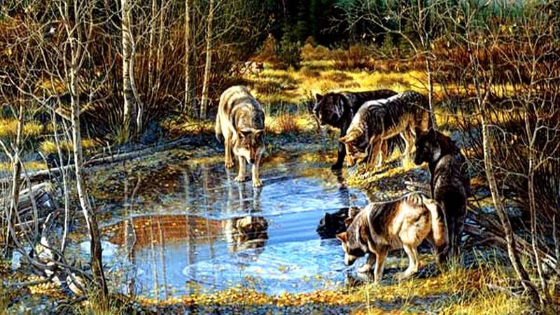 Wolves at a Pond