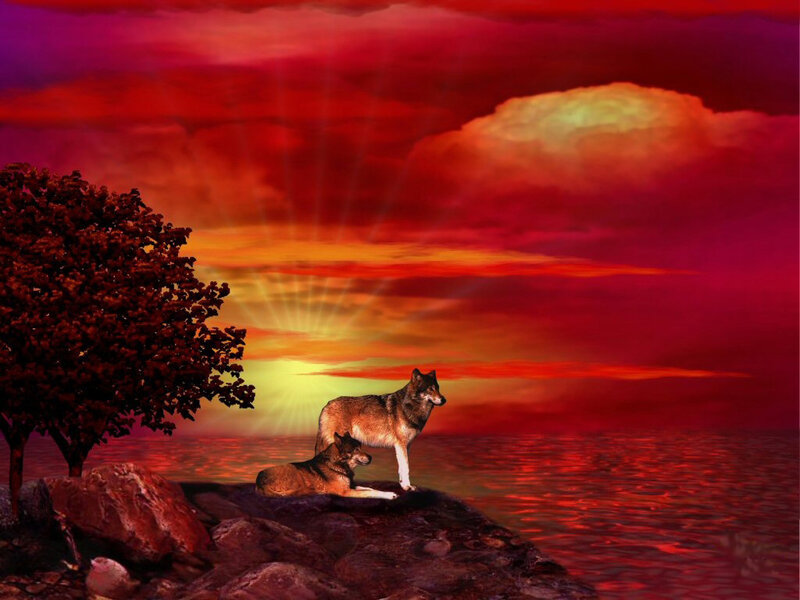 Wolves at sunset by the water