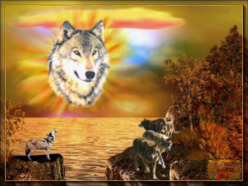 Wolves at sunset by the water