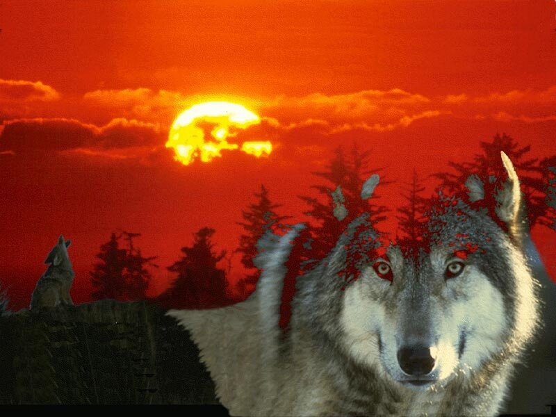 Wolves at sunset