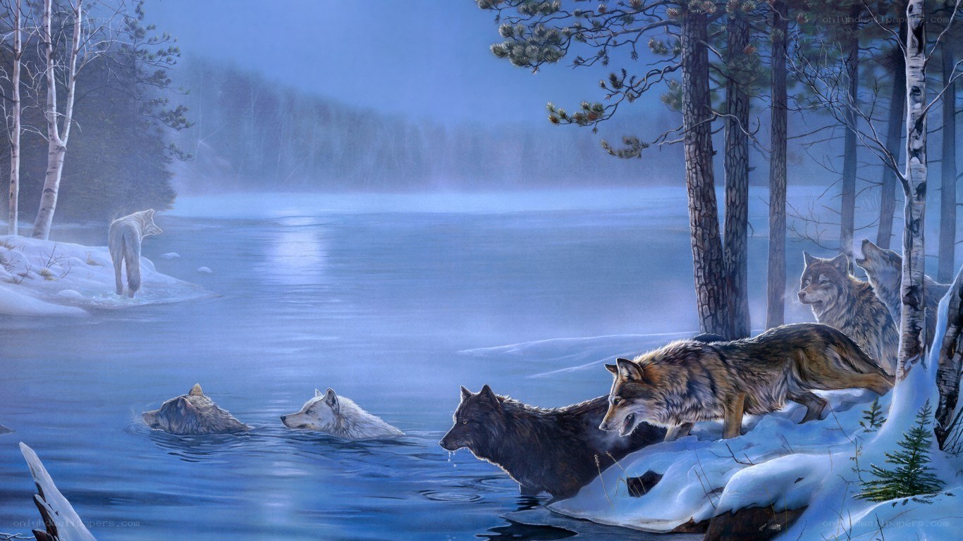 Wolves by a frozen lake