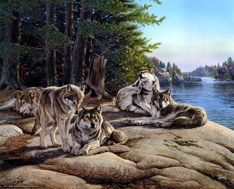 Wolves by the river