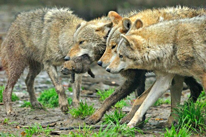 Wolves Carrying Prey