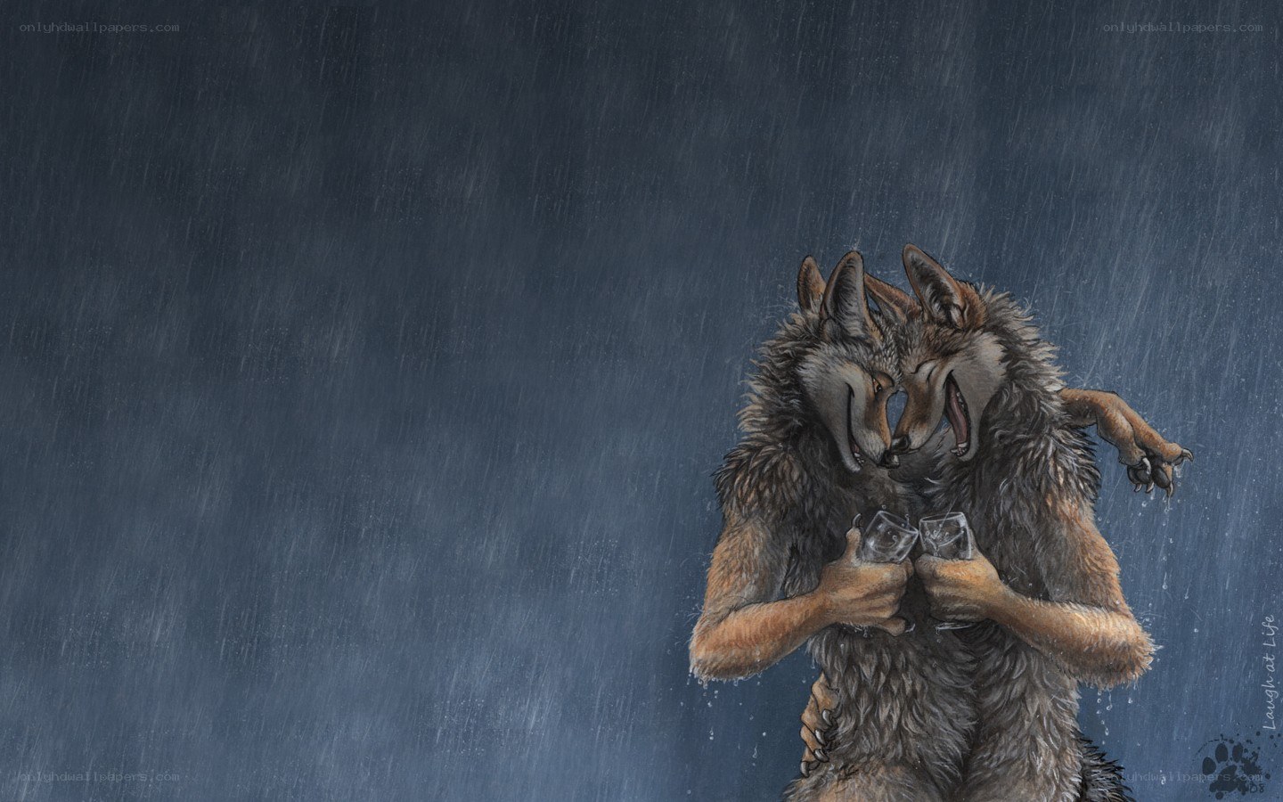 Wolves drinking in the rain