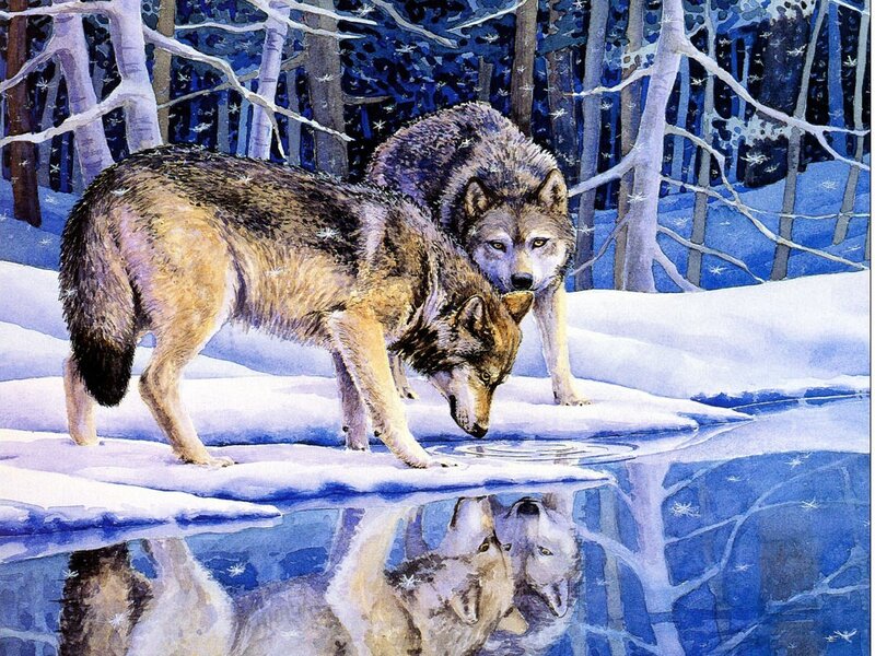 Wolves drinking in winter forest