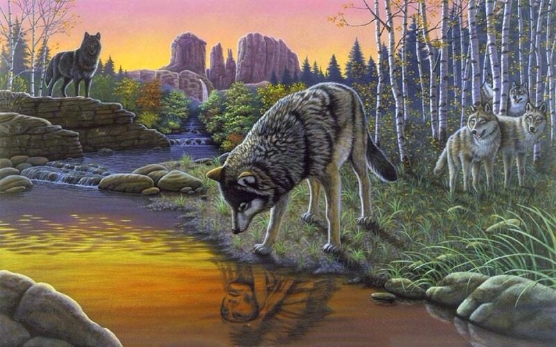 Wolves Drinking Water