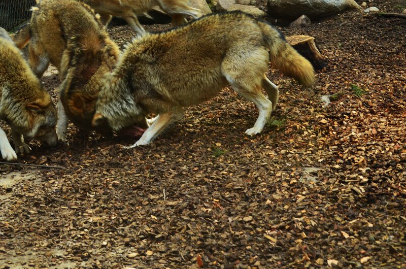 Wolves Eating on Ground