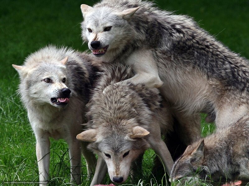 wolves feeding on grass