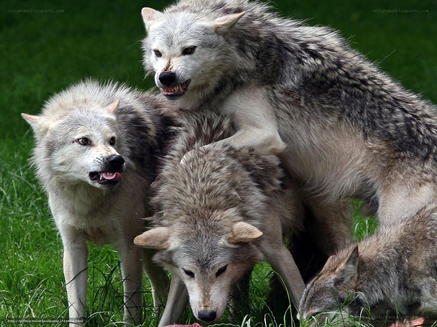 wolves feeding on grass