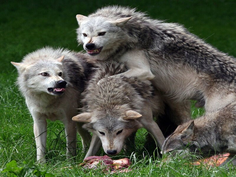 Wolves feeding on meat