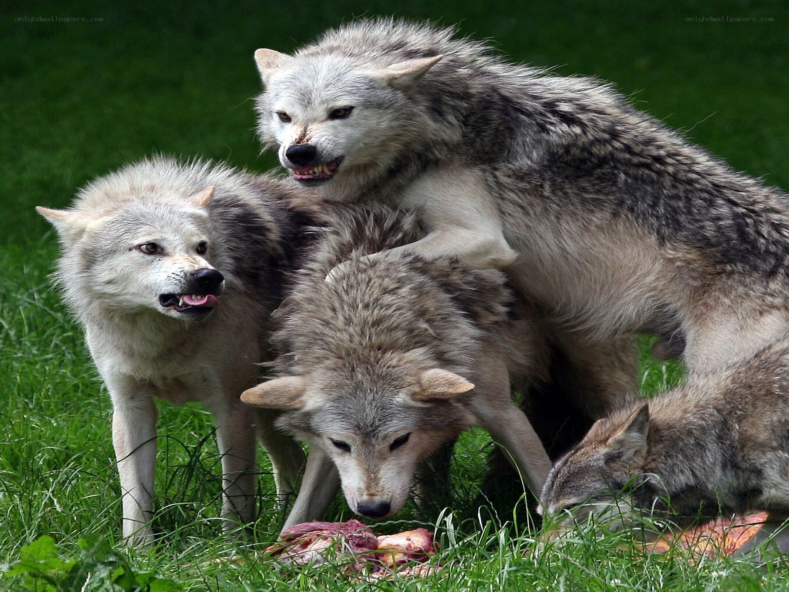 Wolves feeding on meat