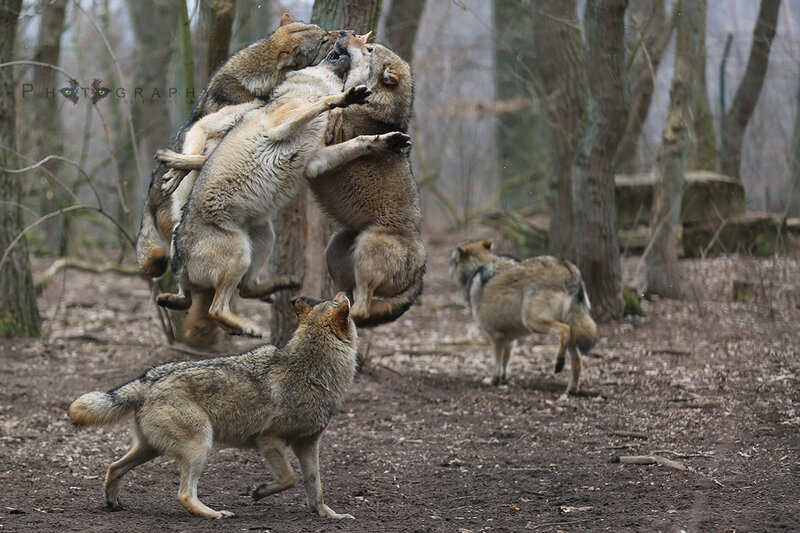 Wolves Fighting in Forest — Brown
