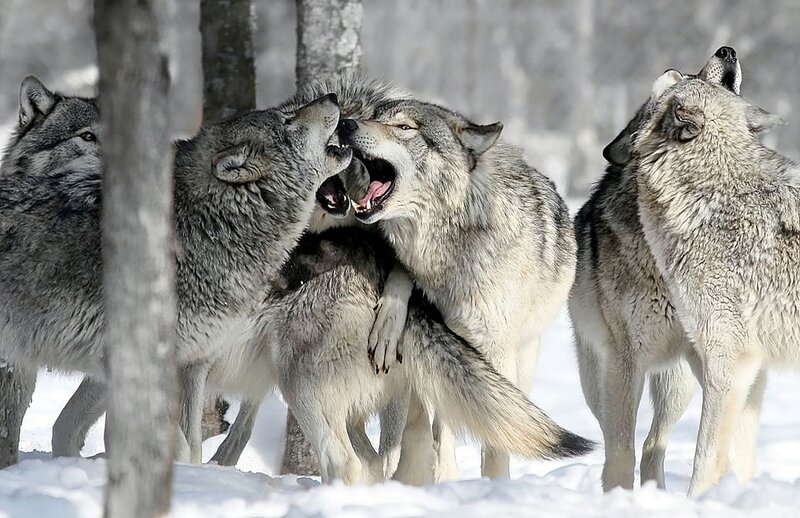 Wolves Fighting in Snow — Gray