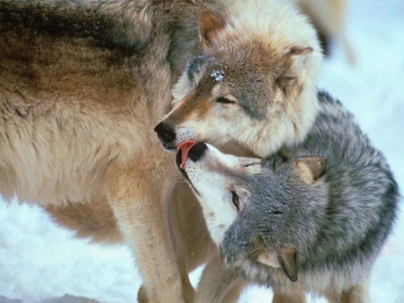 Wolves grooming each other