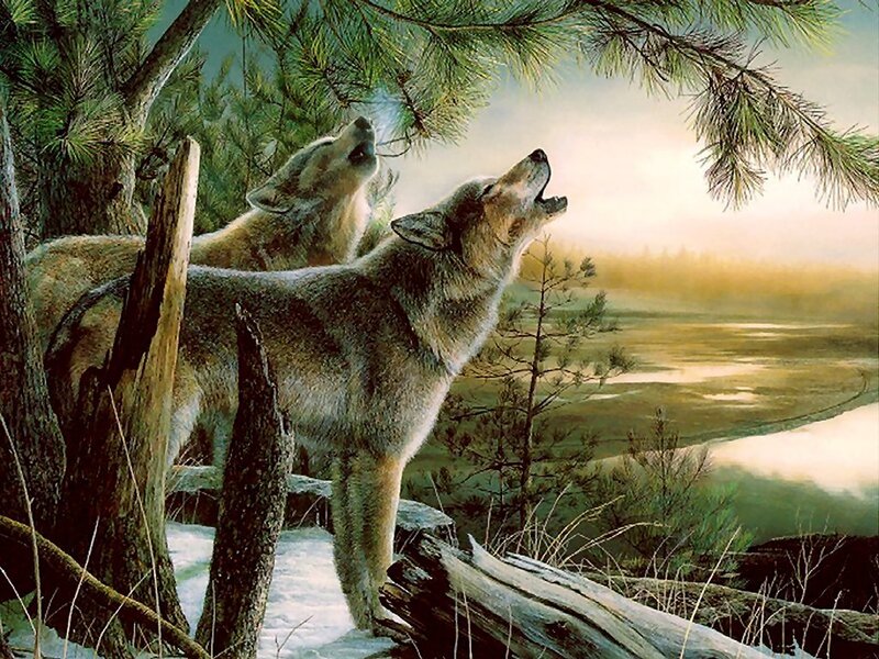 Wolves howling at dawn