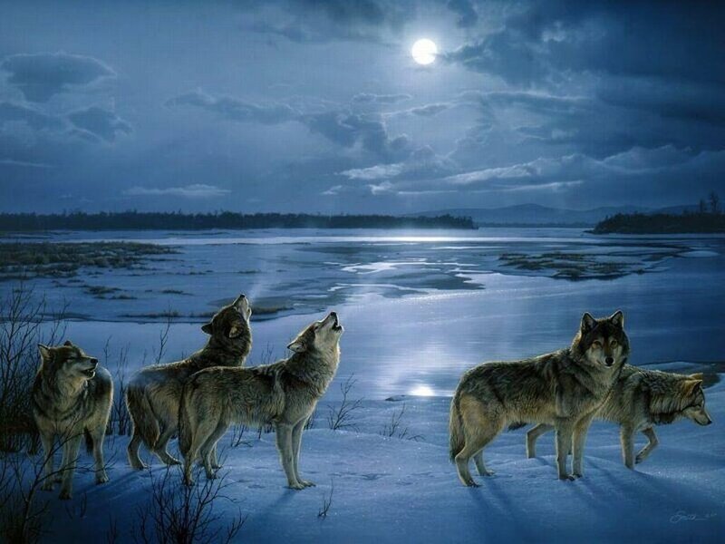 Wolves Howling at Moon — Blue, Dramatic, Night, Digital Art, Snow, River