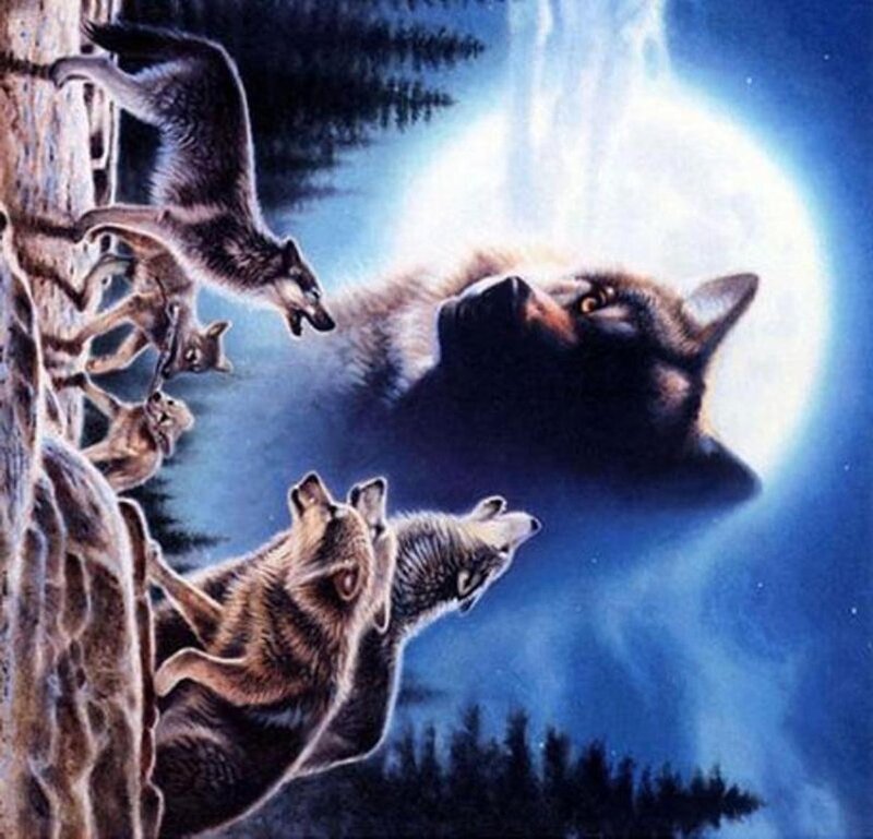 Wolves Howling at Moon