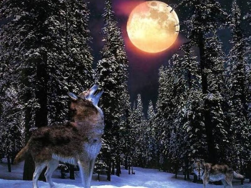 Wolves Howling at Moon — White