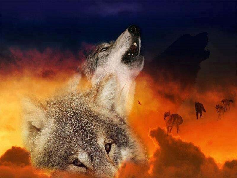 Wolves Howling at Night — Orange