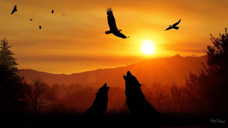 Wolves howling at sunset