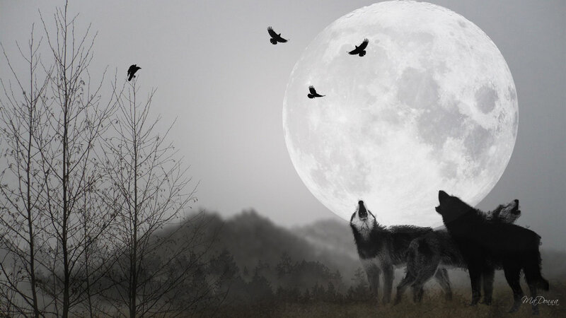 Wolves howling at the full moon