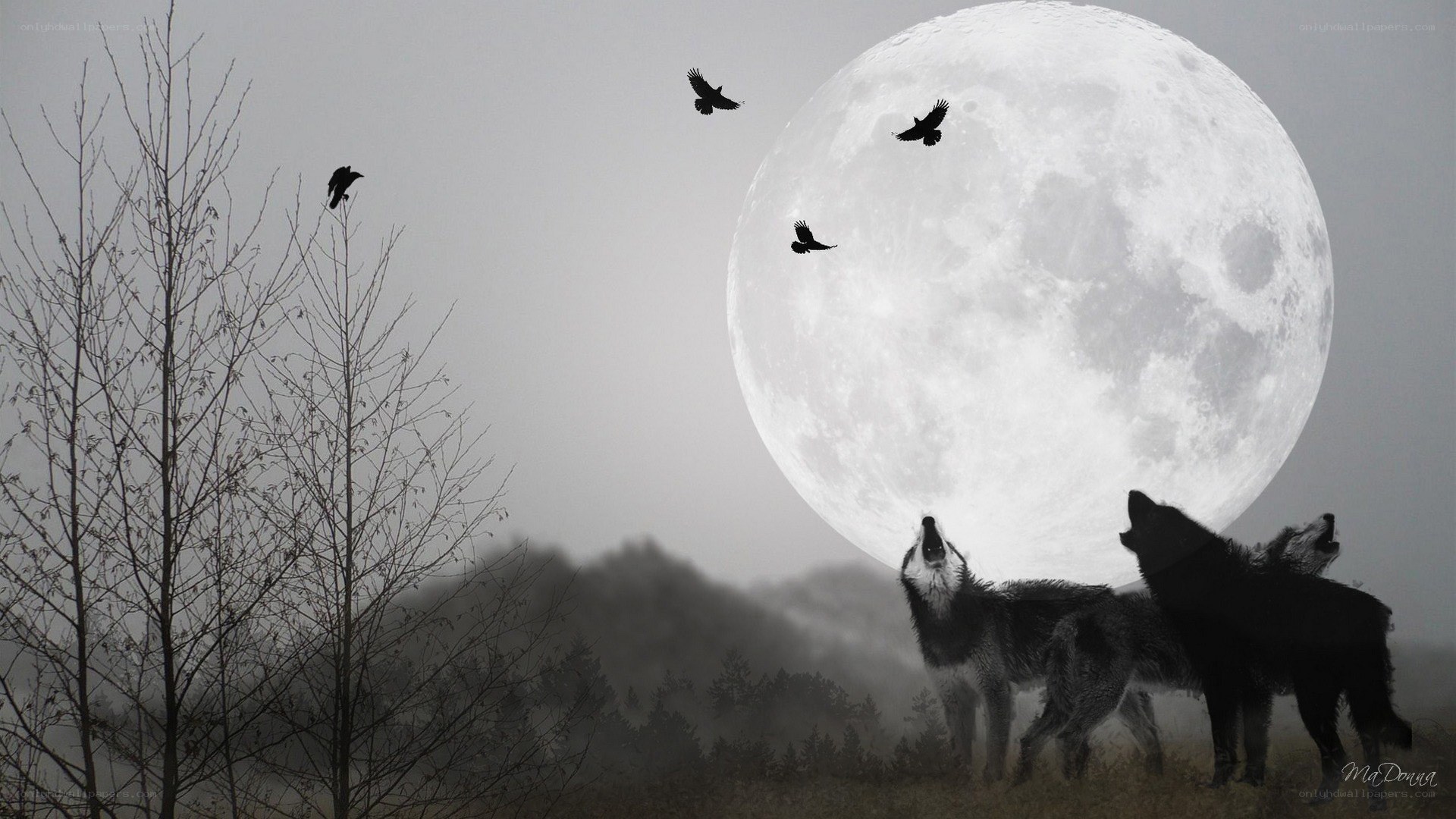 Wolves howling at the full moon