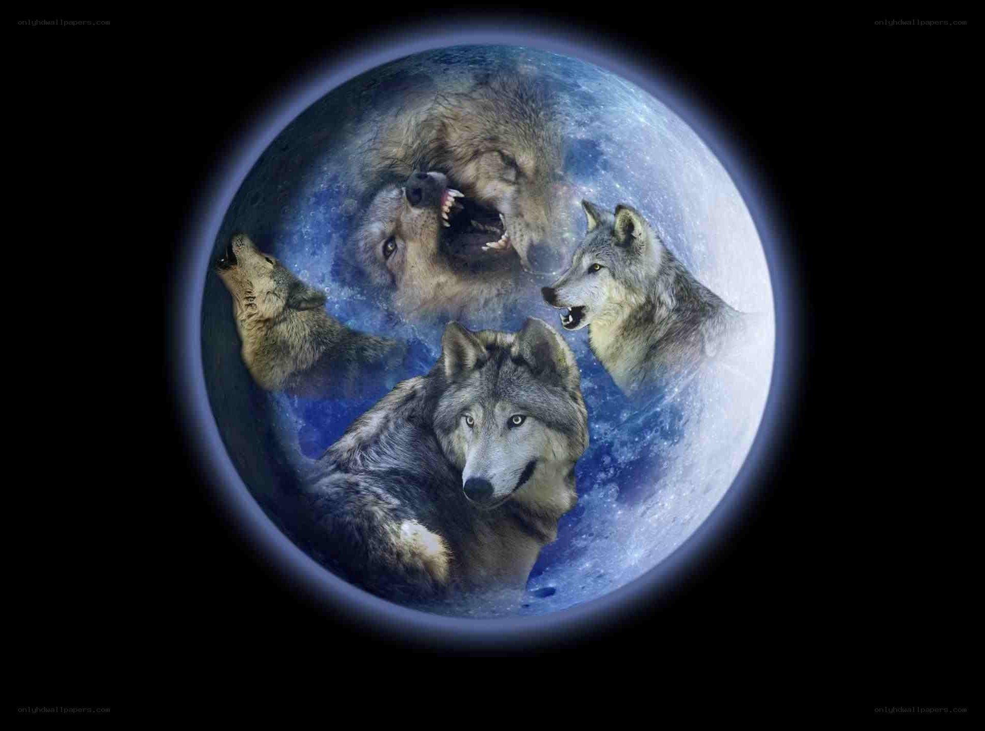 wolves howling at the moon