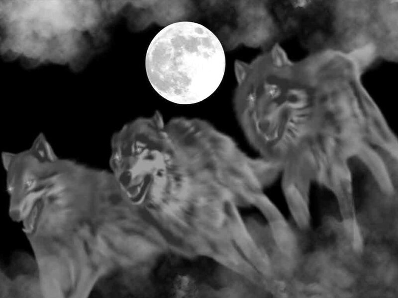 Wolves howling at the moon