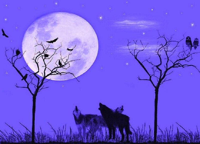 Wolves howling at the moon