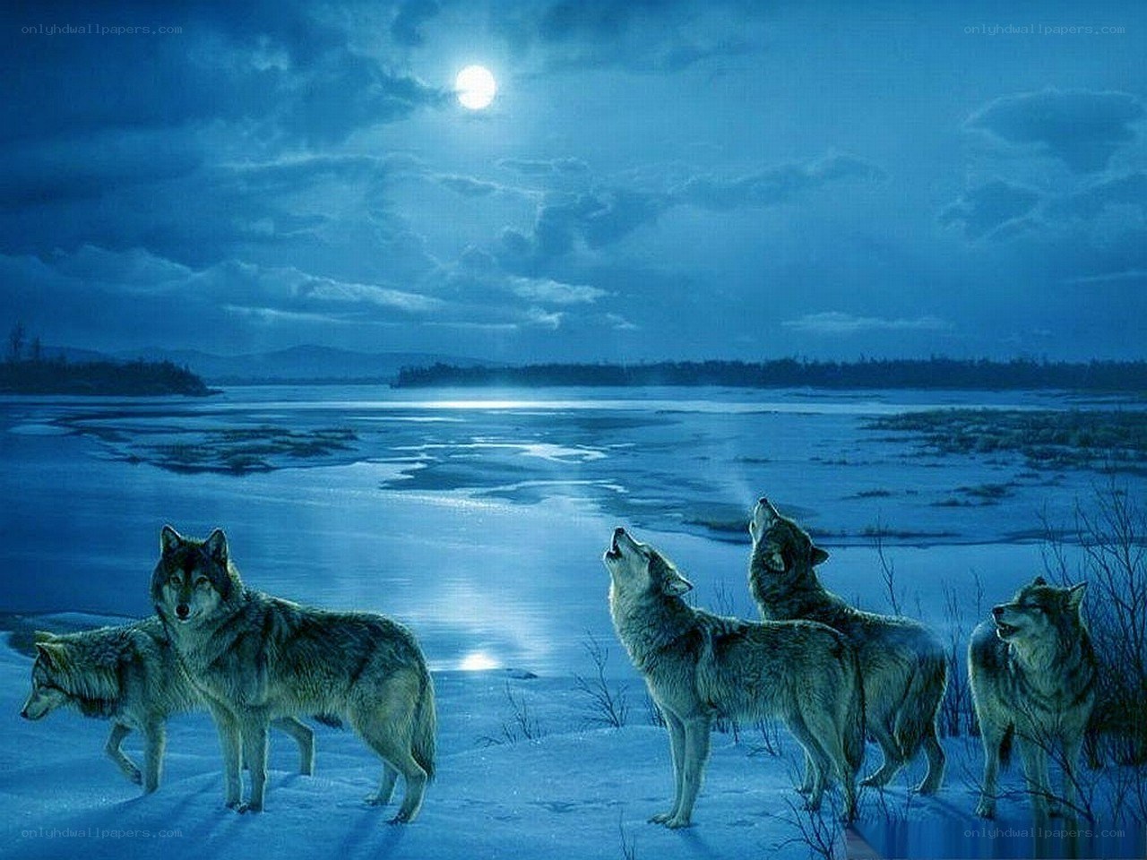 Wolves howling at the moon