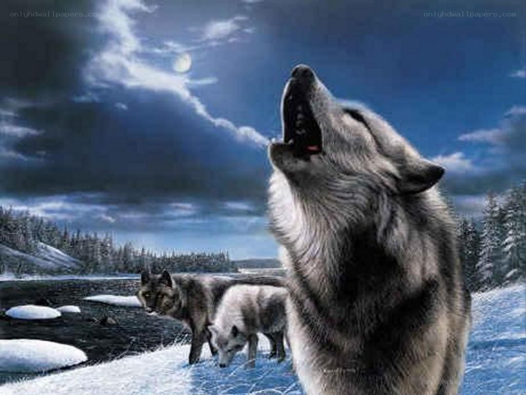 Wolves howling at the moon