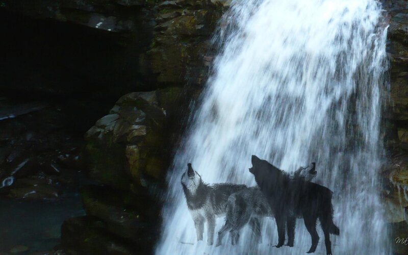 Wolves Howling at Waterfall