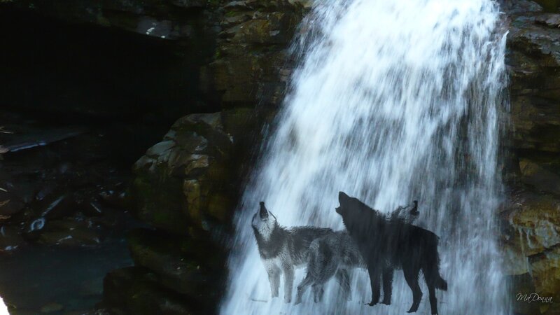 wolves howling by a waterfall