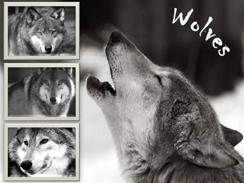 Wolves howling collage
