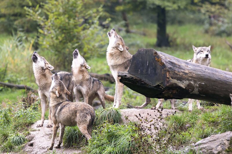 Wolves Howling in Forest — Green, Natural
