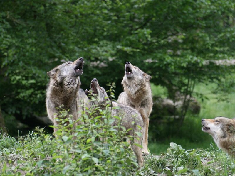 Wolves Howling in Forest — Green