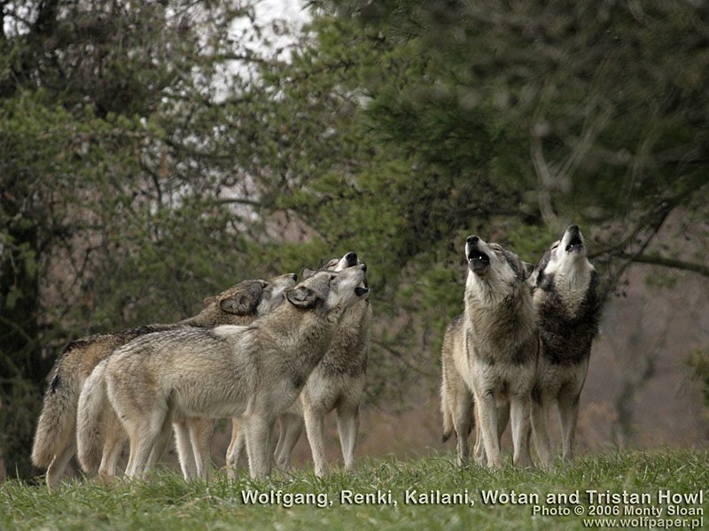 Wolves Howling in Forest