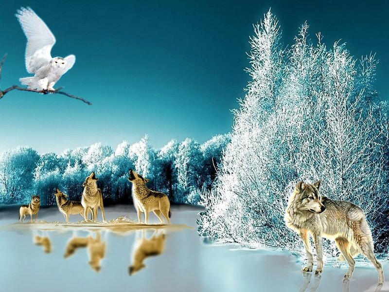 Wolves Howling in Snow — Blue, Serene