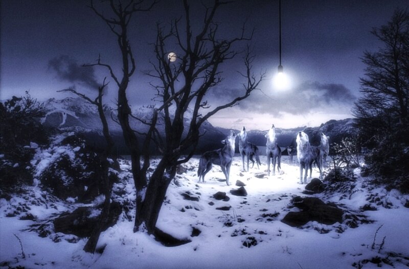 Wolves Howling in Snow — Blue