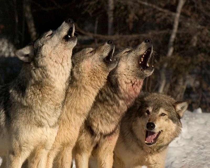 Wolves Howling in Snow — Gray