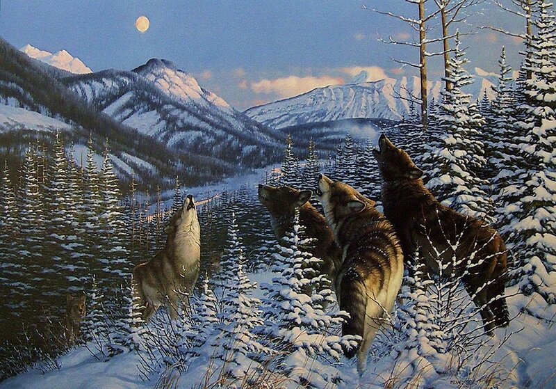 Wolves Howling in Snow