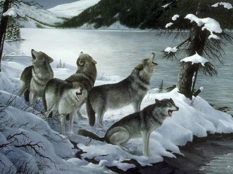 Wolves Howling in Snow — White, Cold