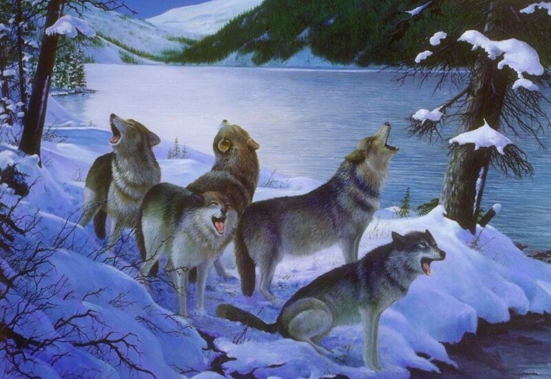 Wolves Howling in Snow — White, Cold, Winter