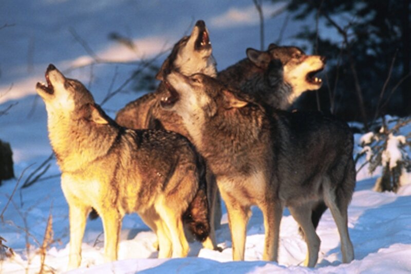 Wolves Howling in Snow — White, Dramatic