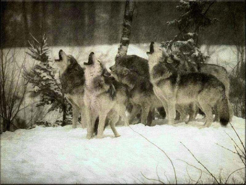 Wolves Howling in Snow — White, Dramatic, Winter, Photograph