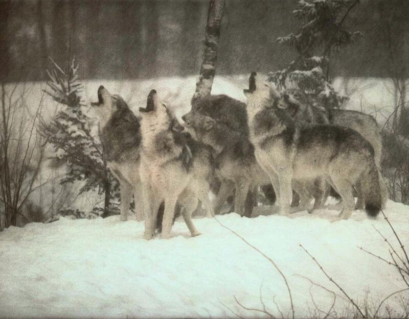 Wolves Howling in Snow — White