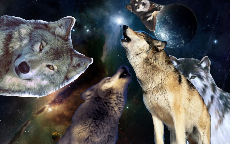 wolves howling in space