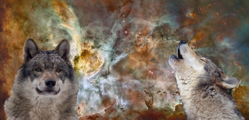 Wolves howling in space
