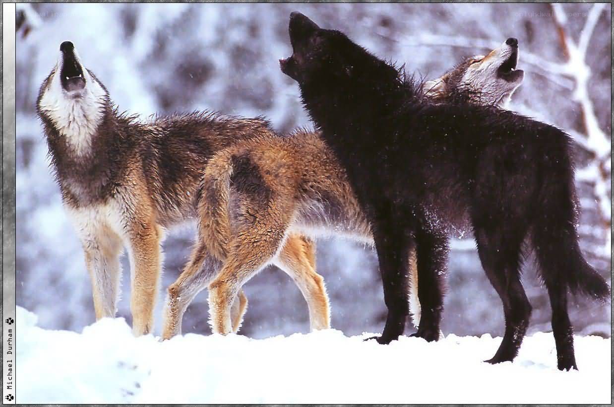 Wolves howling in the snow
