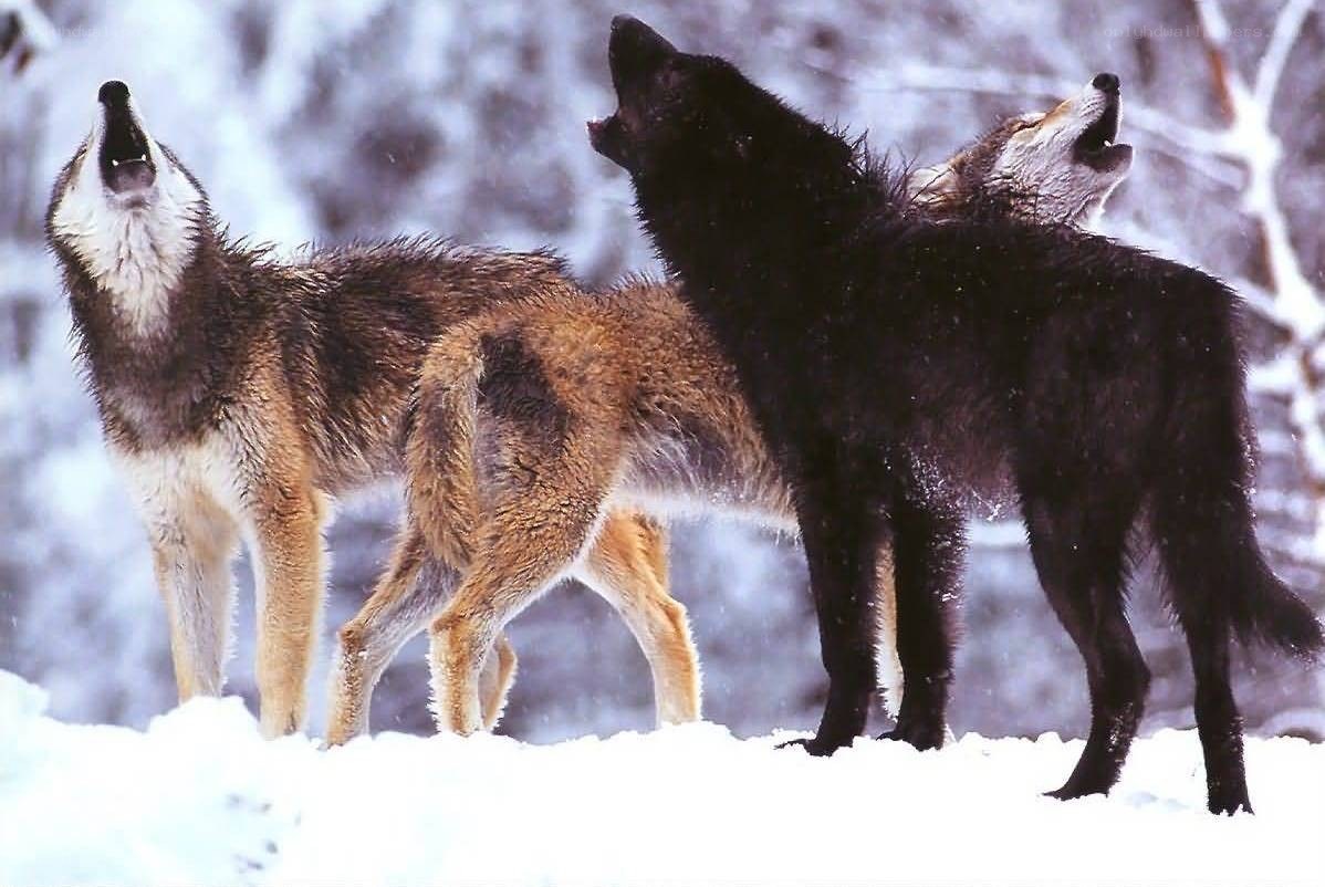 Wolves howling in the snow